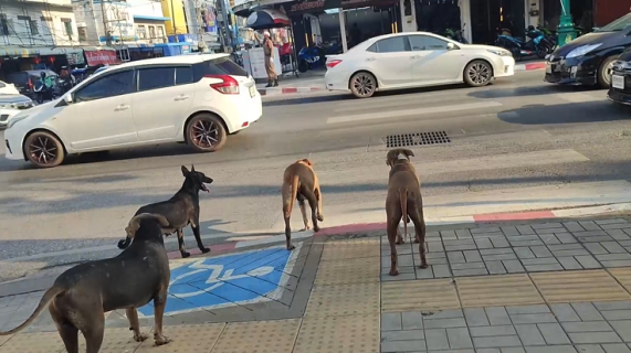 左右を確認しながら横断歩道を渡る犬たち