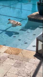 プールに浮かぶ犬