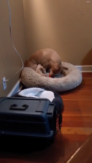 小さな犬をベッドから吹き飛ばす大型犬