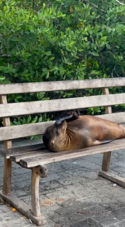 公園のベンチでごろ寝するアシカ