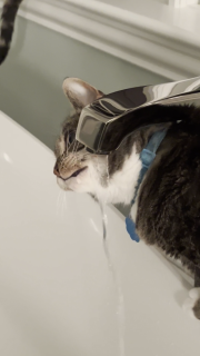 全然水が飲めていない猫