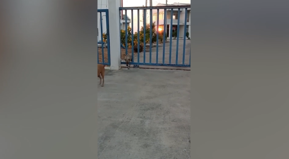 ゲートを通り抜けるときの犬の変な癖