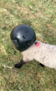 ヘルメットをかぶる羊