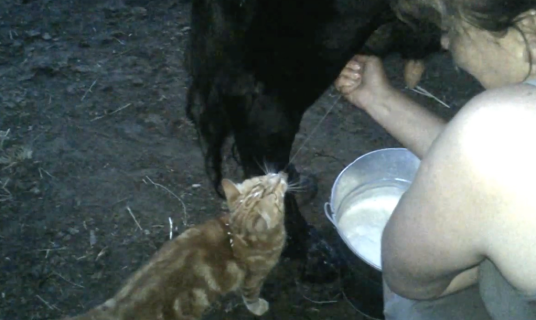 牛のミルクを飲む猫