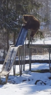 滑り台を楽しむ熊