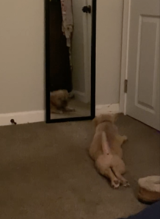 鏡に映る自分と戦う犬