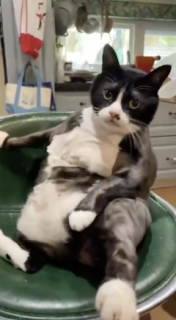 人間みたいに椅子に座る猫