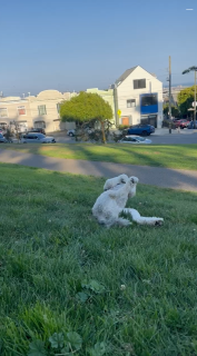 芝生の上をゴロゴロ転がる犬