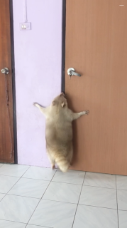 ドアを開けたいアライグマの可愛いジャンプ