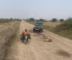 ライオンの横を普通に走り去るバイク