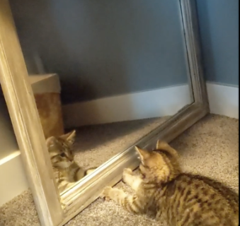 鏡に映る自分と格闘する猫