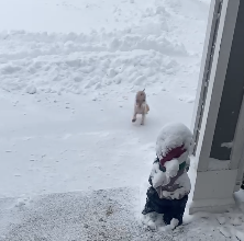 逆立ちしながら雪の上を歩く犬