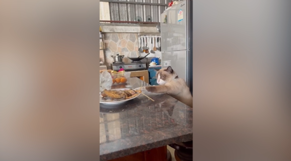 横目で確認しながら慎重にご飯を盗む猫