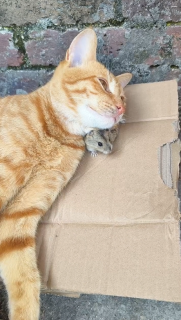 ハムスターを枕にする猫