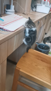 テーブルの上に登ろうと格闘する子猫