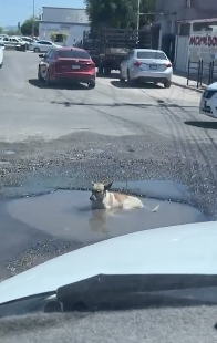 水浴びする野良犬を避けて運転する人々