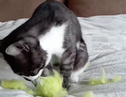 テニスボールを破壊する猫