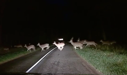 運転してたら鹿の大群に遭遇