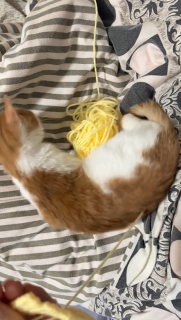 とことん編み物の邪魔をする猫