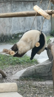 梯子からゴロンと転落するパンダ
