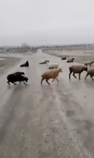 羊もびっくりな凍結道路