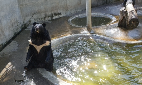 背中からゆっくりプールに落ちる熊