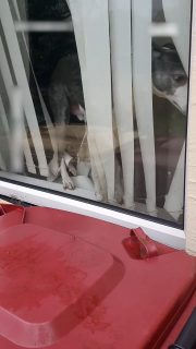 窓のブラインドを破壊する犬