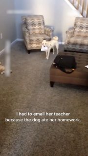 犬に宿題を盗まれて宿題ができない！