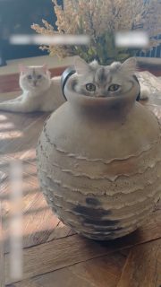 壺の中にすっぽり入る猫