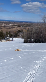 雪滑りが好きな犬