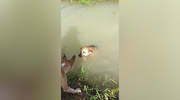 運河に落ちた仲間を助ける犬