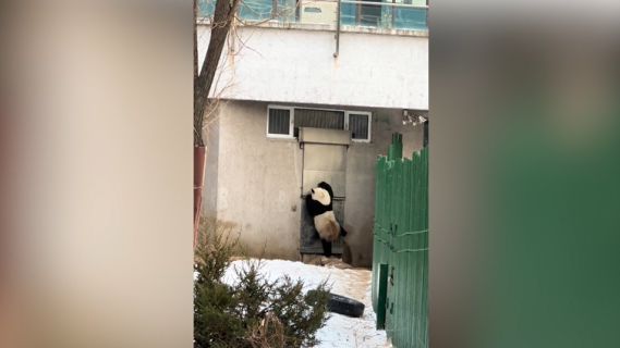 ドアを叩くパンダ
