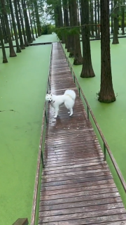 草原と間違えて池に飛び込む犬