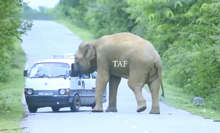 通行中の車を襲う象