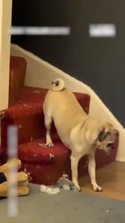 階段の登り方が独特な犬