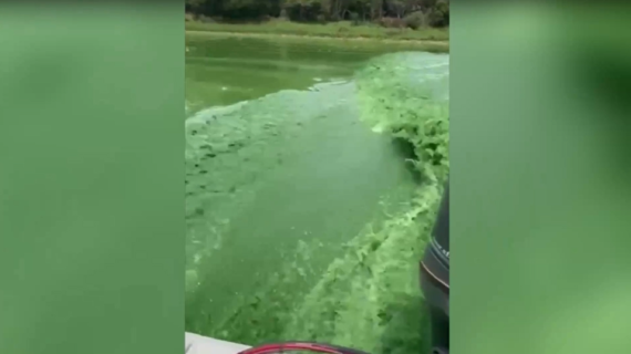 川が濃い緑色に変色