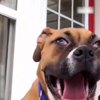 とんでもない顔で吠える犬
