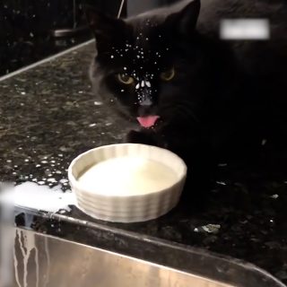 ミルクの飲み方が下手くそすぎる猫