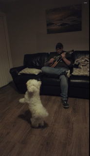 ギターの音に合わせて踊る犬