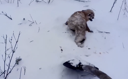 尻尾が凍ってしまった狐を救助