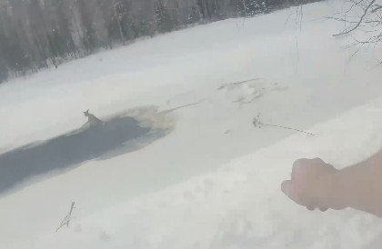 雪の中で動けなくなった鹿を救助