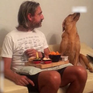 食べたいのに素直になれない犬