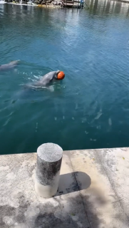 イルカとバスケットボール