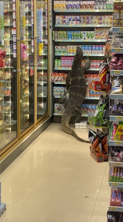 スーパーの商品棚を登るオオトカゲ