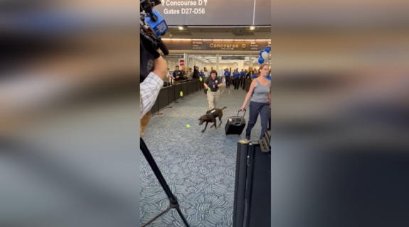 空港で大量のボールを投げられる犬 これは一体？