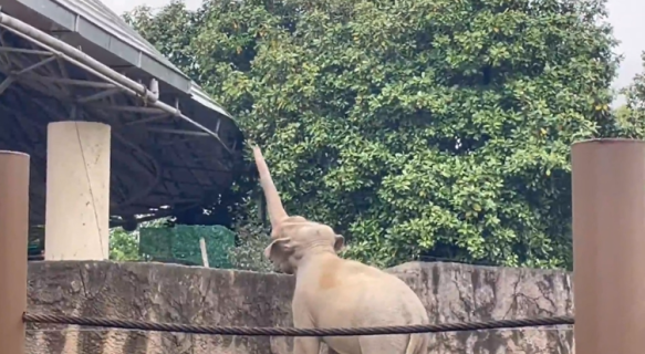 ゾウが砂でオウムを撃退