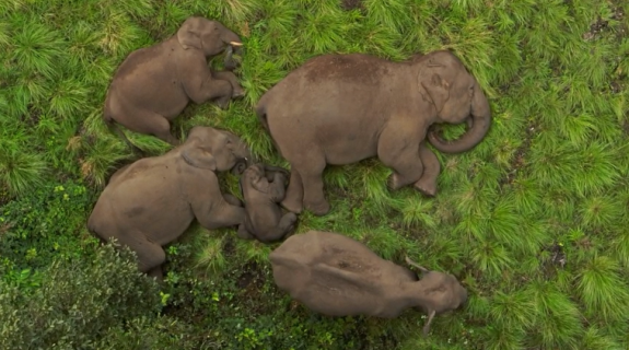 赤ちゃんを囲んで眠るゾウの群れ