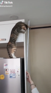 尺を図る手伝いをする猫