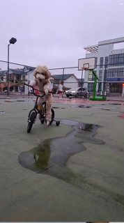 自転車に乗る犬