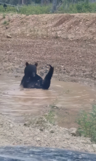 気持ちよさそうに水浴びする熊